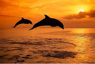 微软已向索尼承诺 《使命召唤》暂不脱离PlayStation